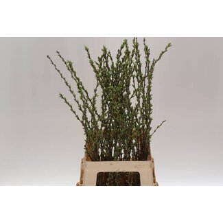 Freshy Prunus Comet Bio