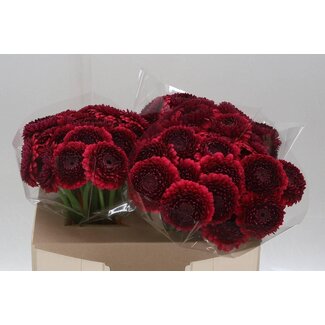 Freshy Germini. Aqua Bolero Janeiro x20