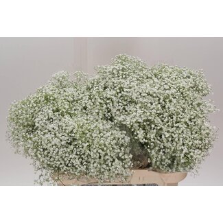 Freshy Gyps Pa Zi Discovery