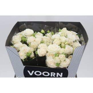 Freshy R tros Bridal Flow Voorn