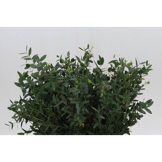 Freshy Eucalyptus Parvi 150gr Short (p. bos)