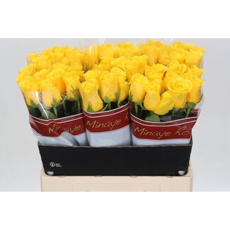 Freshy Rosa Momentum