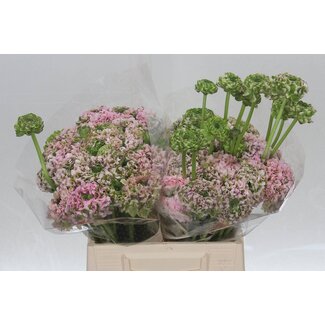 Freshy Ranunculus Ponpon L x25 Hermione