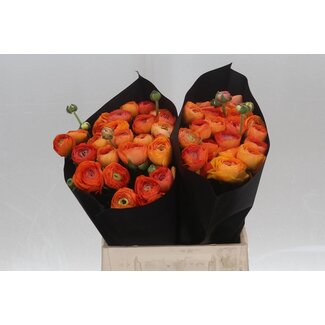 Freshy Ranunculus Eleg Super x25 Salmon