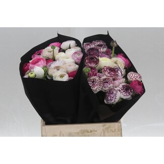 Freshy Ranunculus Eleg Super x25 Stripe White