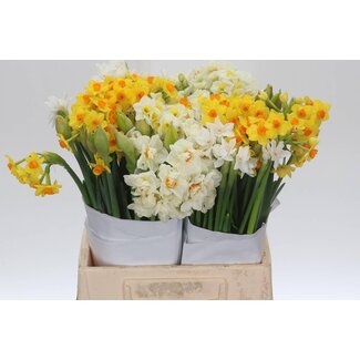 Freshy Narcis Gemengd 2x50