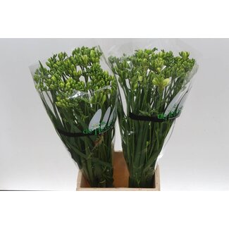 Freshy Freesia dubbel Versailles