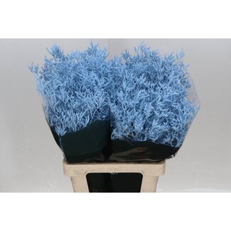 Freshy Limonium Kleurbehandeld Skylight Licht Blauw