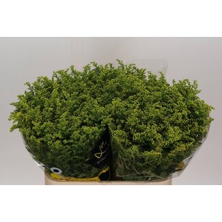 Freshy Solidago Carzan Glory