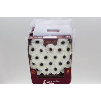 Freshy Ge Aqua .racket Mi Yuta