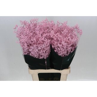 Freshy Limonium Kleurbehandeld Skylight Licht Roze