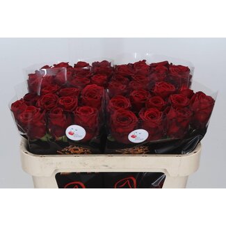 Freshy Rosa Red Naomi Drift