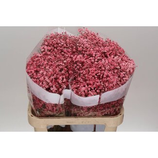 Freshy Gyps Kleurbehandeld Rood