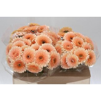 Freshy Germini. Aqua Bolero Tintin x20