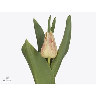 Freshy Tulp enkel Chica Dura