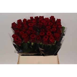 Freshy Rosa Red Naomi X L