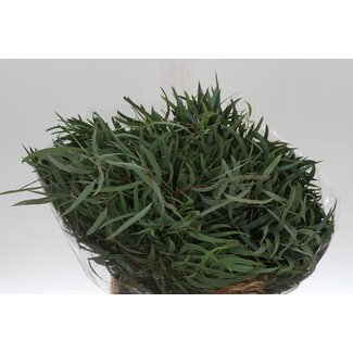 Freshy Eucalyptus Nicholii 150gr Short (p. bos)