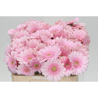 Freshy Germini. Aqua Bridal Kimsey x20