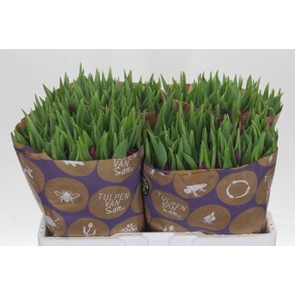 Freshy Tulp enkel Laptop