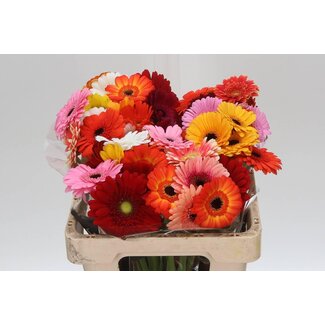 Freshy Germini. Aqua Mix Confetti x20 (kwekers Keus)