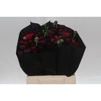 Freshy Ranunculus Eleg Super x25 Violet