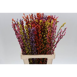 Freshy Salix Katjes Col Mix