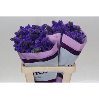 Freshy Limonium S Acqua Su Birds