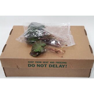 Freshy Galax (p. bos)