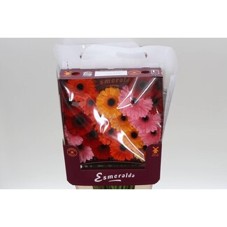 Freshy Gerbera Mi Aqua “Mix Basis” | Kleur: Gemengde Kleuren | Lengte ± 45 centimeter | Per 20 stelen