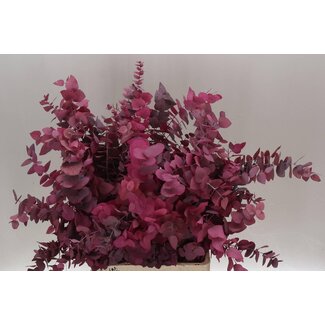 Freshy Eucalyptus Stuartiana | Colour: Mixed Colours | Weight 150 gram per bunch | Per 5 bunches