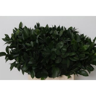 Freshy Ruscus Hypophyllum