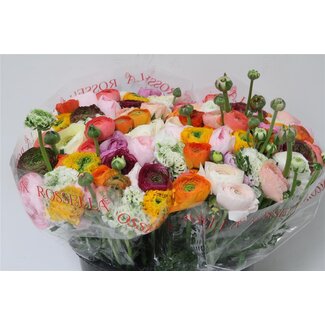 Freshy Ranunculus Eleg Super X50 Mix