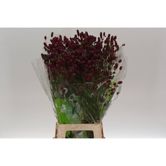 Freshy Sanguisorba Of Red Dream