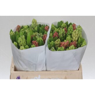 Freshy Hyacinth Gemengd 5 Kleuren