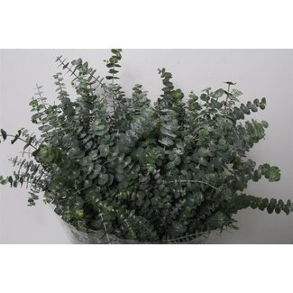 Freshy Eucalyptus Baby Blue | Colour: Green | Length ± 70 centimeter | Weight 350 gram per bunch | Per 5 bunches