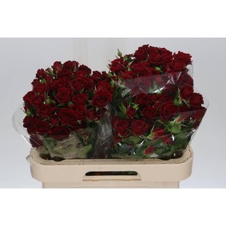 Freshy R tros Pushkin