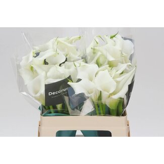 Freshy Zantedeschia Crystal Blush