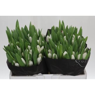 Freshy Tulp enkel Royal Virgin