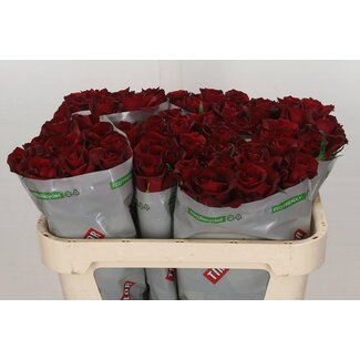 Freshy Rosa Ever Red