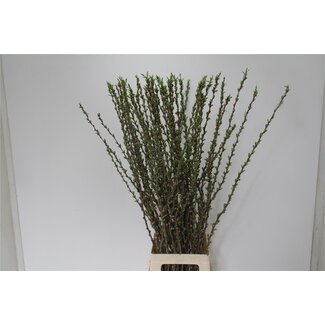 Freshy Prunus Comet Bio