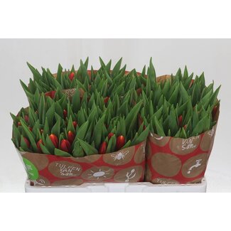 Freshy Tulp enkel Replay