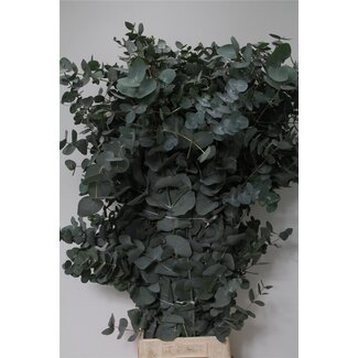 Freshy Eucalyptus Cinerea 400gr Xxl (p. bos)