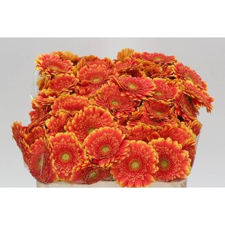 Freshy Germini. Aqua Franky x20