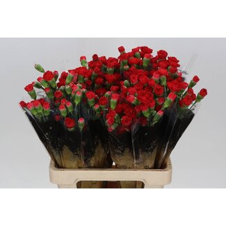 Freshy Trosanjer Aragon