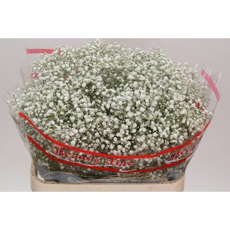 Freshy Gyps Pa Xlence Ecuador