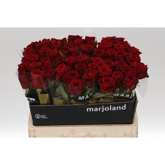 Freshy Rosa Red Naomi