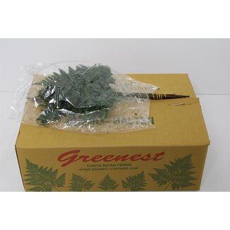 Freshy Ledervaren Klein x20 (p. bos)