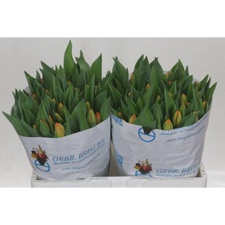 Freshy Tulp enkel Time Out