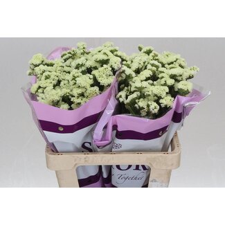 Freshy Limonium S Geel Sun Birds