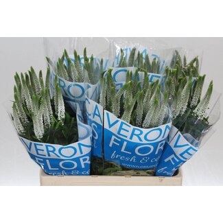 Freshy Veronica Smart Luna